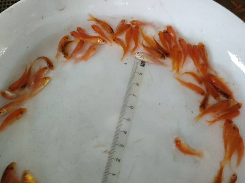 红鲤鱼苗红鲤鱼苗鱼场直供欢迎来电订购