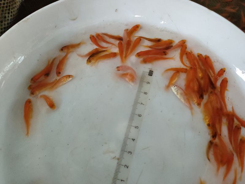 红鲤鱼苗红鲤鱼苗鱼场直供欢迎来电订购