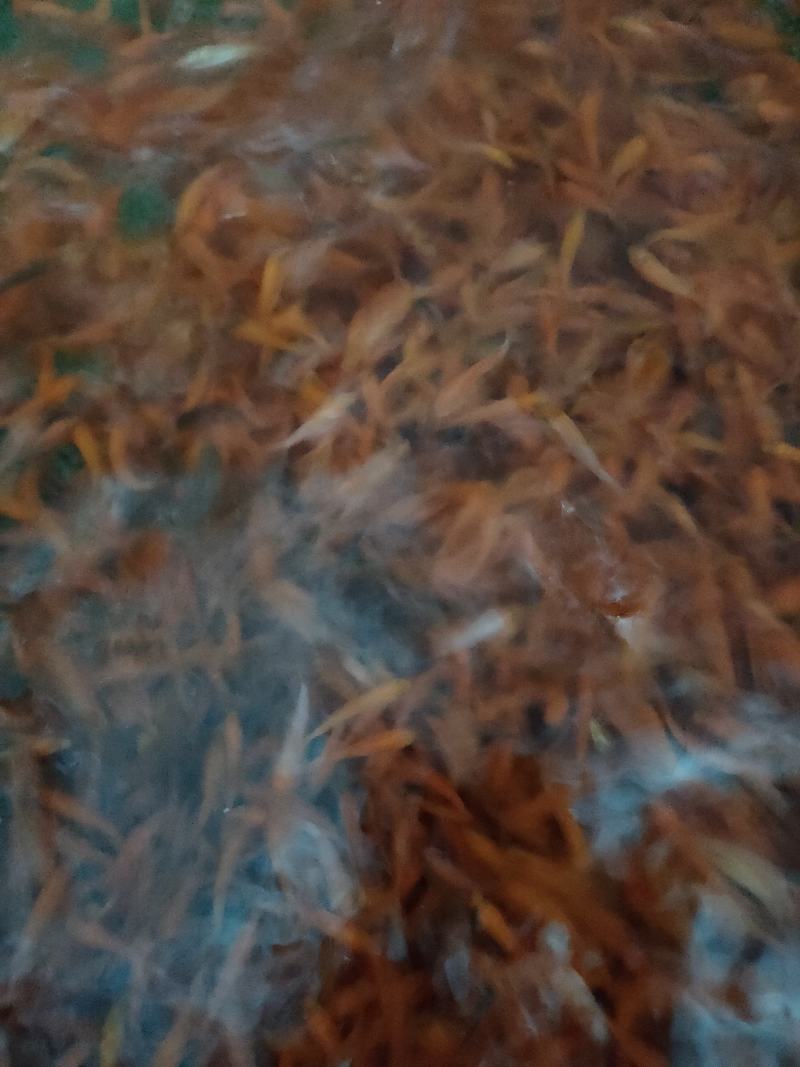 红鲤鱼苗红鲤鱼苗鱼场直供欢迎来电订购