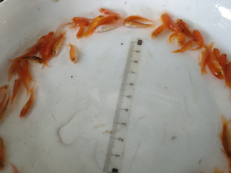 红鲤鱼苗红鲤鱼苗鱼场直供欢迎来电订购
