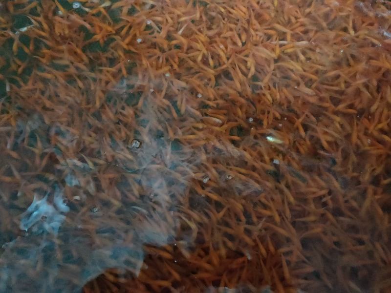 红鲤鱼苗红鲤鱼苗鱼场直供欢迎来电订购
