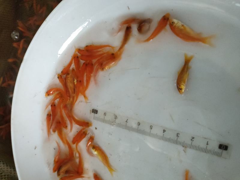 红鲤鱼苗红鲤鱼苗鱼场直供欢迎来电订购