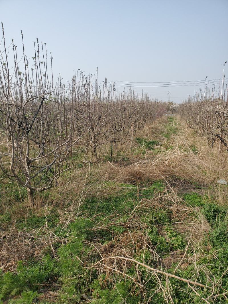 出售苹果树5-7-9公分有需要可以联系我