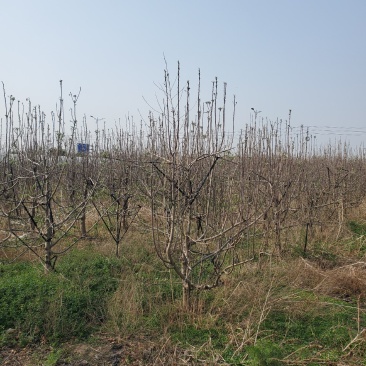 出售苹果树5-7-9公分有需要可以联系我