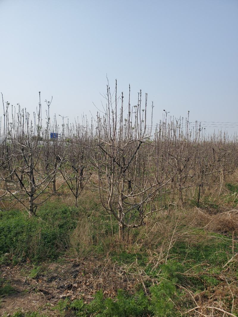 出售苹果树5-7-9公分有需要可以联系我