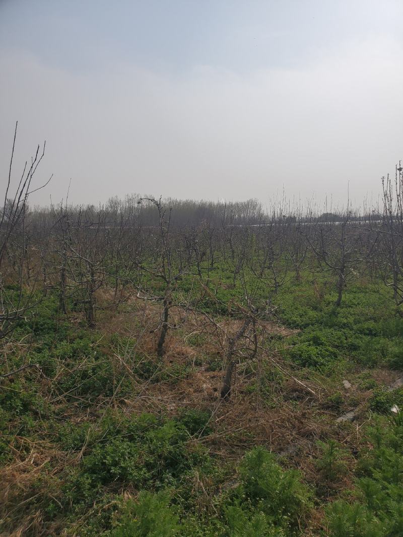 出售苹果树5-7-9公分有需要可以联系我
