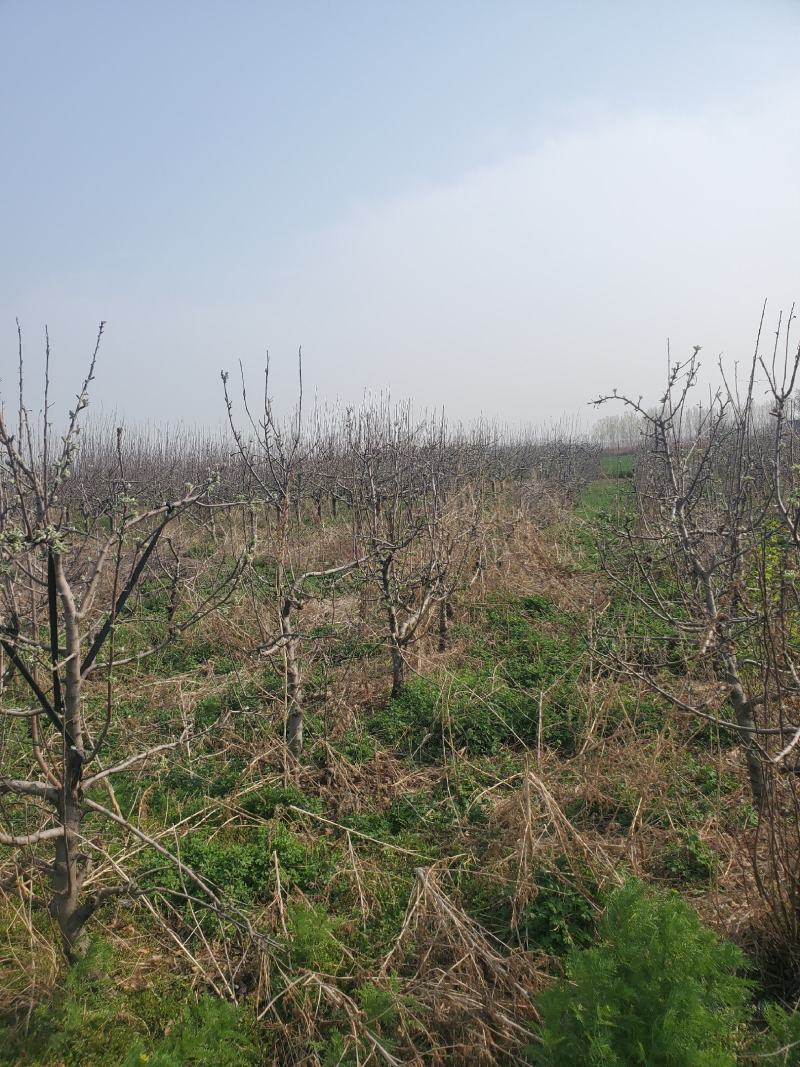 出售苹果树5-7-9公分有需要可以联系我