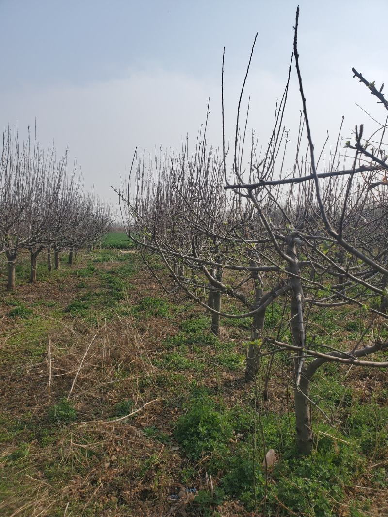 出售苹果树5-7-9公分有需要可以联系我