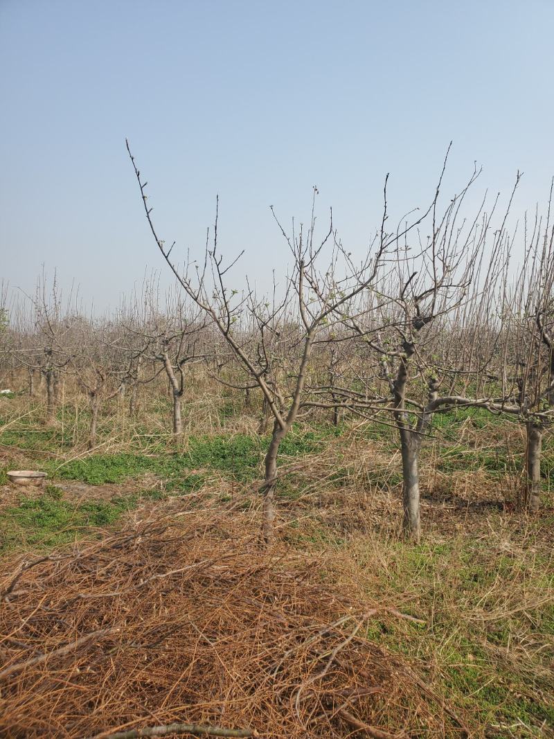 出售苹果树5-7-9公分有需要可以联系我