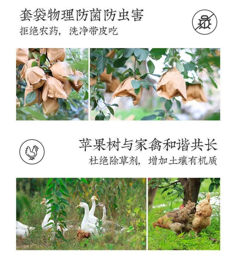 水果红富士一级水晶香脆苹果红星新品苹果丹香苹果