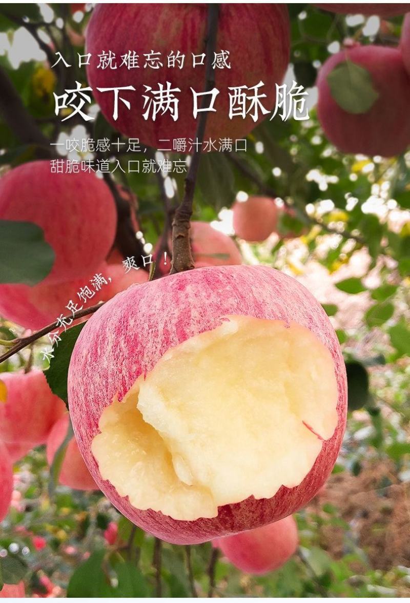 水果红富士一级水晶香脆苹果红星新品苹果丹香苹果