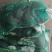 专业温室甲鱼批发，精品质量，规格齐全，价格美丽电话联系