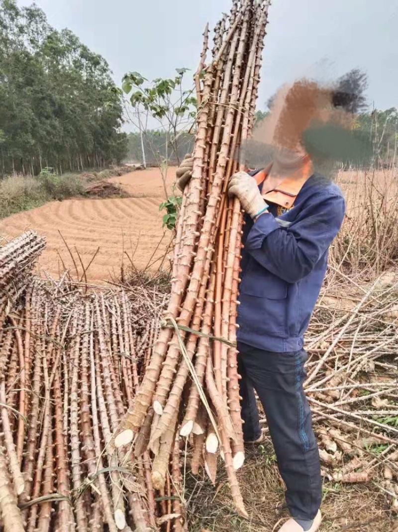 木薯种苗面包木薯黄肉木薯苗南北方种植易存活