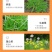 二甲四氯钠2甲4氯钠水稻小麦玉米田阔叶草除草剂厂家直销