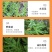 二甲四氯钠2甲4氯钠水稻小麦玉米田阔叶草除草剂厂家直销