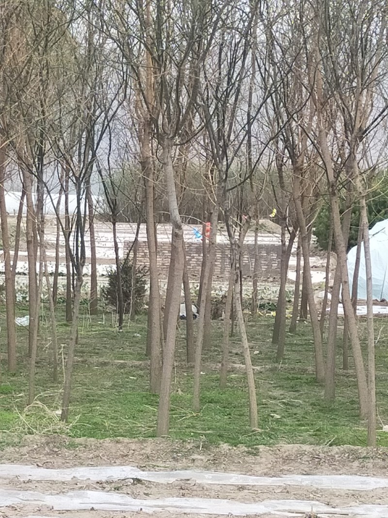 出售各种国槐树、国槐苗、占地绿化树苗、一手货源量大价优