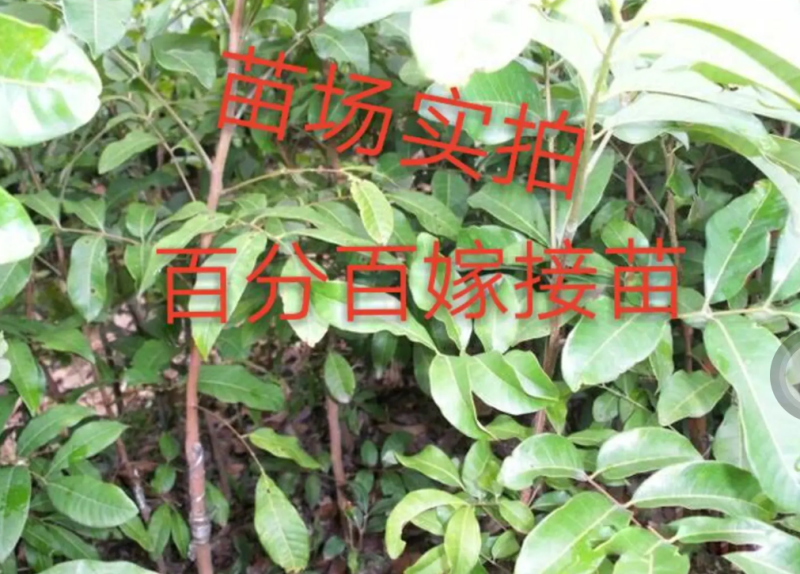 [优选]龙眼苗石硖龙眼苗储良龙眼苗正品嫁接苗