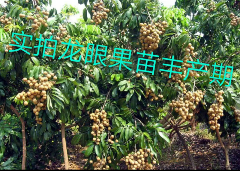 [优选]龙眼苗石硖龙眼苗储良龙眼苗正品嫁接苗