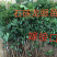 [优选]龙眼苗石硖龙眼苗储良龙眼苗正品嫁接苗