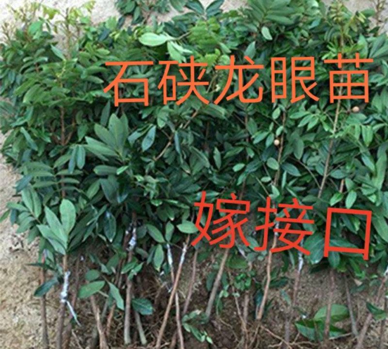 [优选]龙眼苗石硖龙眼苗储良龙眼苗正品嫁接苗