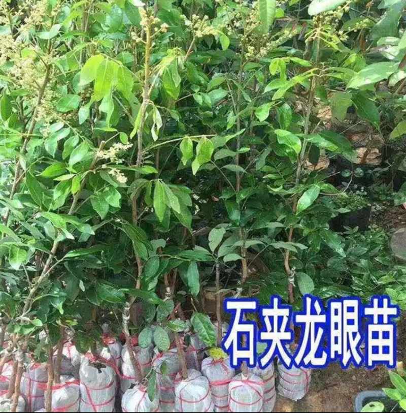 [优选]龙眼苗石硖龙眼苗储良龙眼苗正品嫁接苗
