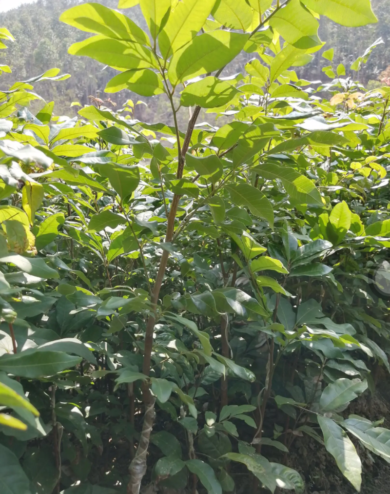 [优选]龙眼苗石硖龙眼苗储良龙眼苗正品嫁接苗