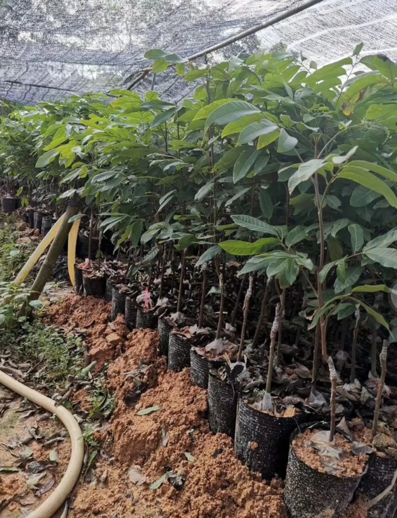[优选]龙眼苗石硖龙眼苗储良龙眼苗正品嫁接苗
