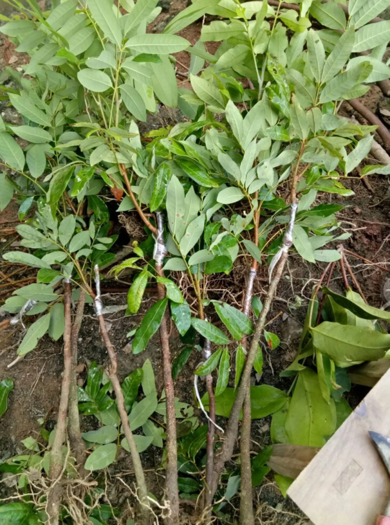 [优选]龙眼苗石硖龙眼苗储良龙眼苗正品嫁接苗