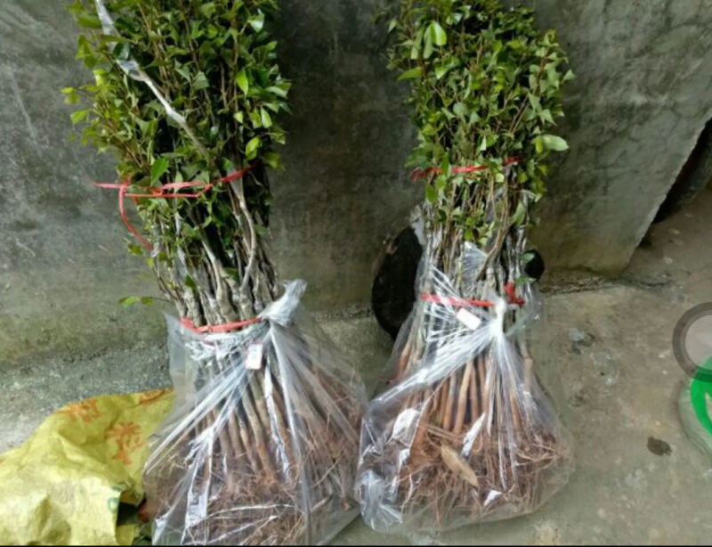 [优选]龙眼苗石硖龙眼苗储良龙眼苗正品嫁接苗