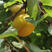 陕西大黄杏，产地直供，一件代发。