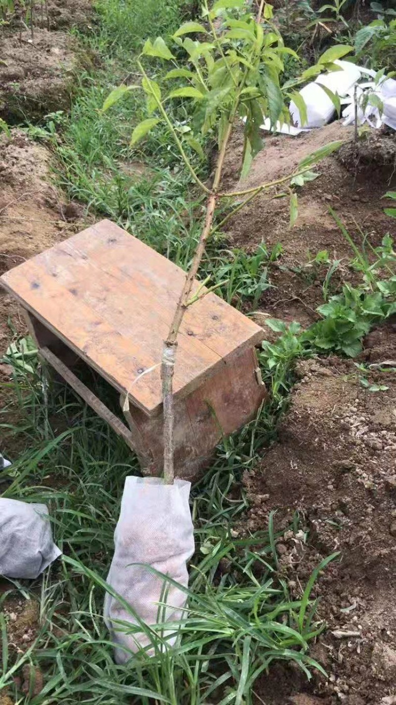 早熟三华李银妃三华李树苗李子苗带土带叶发货