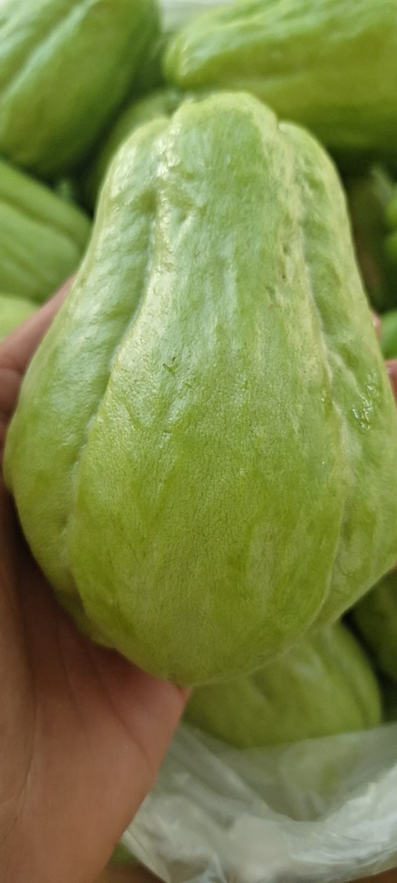 需要的联系云南洋瓜