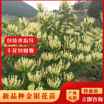 金银花苗百花一号金银花苗开花多，树形好管理