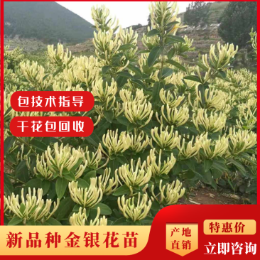 金银花苗百花一号金银花苗开花多，树形好管理