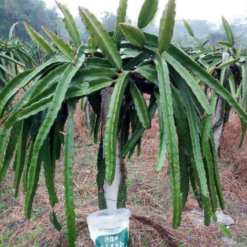 白心火龙果苗正宗大苗红心火龙果树苗南方北方种植