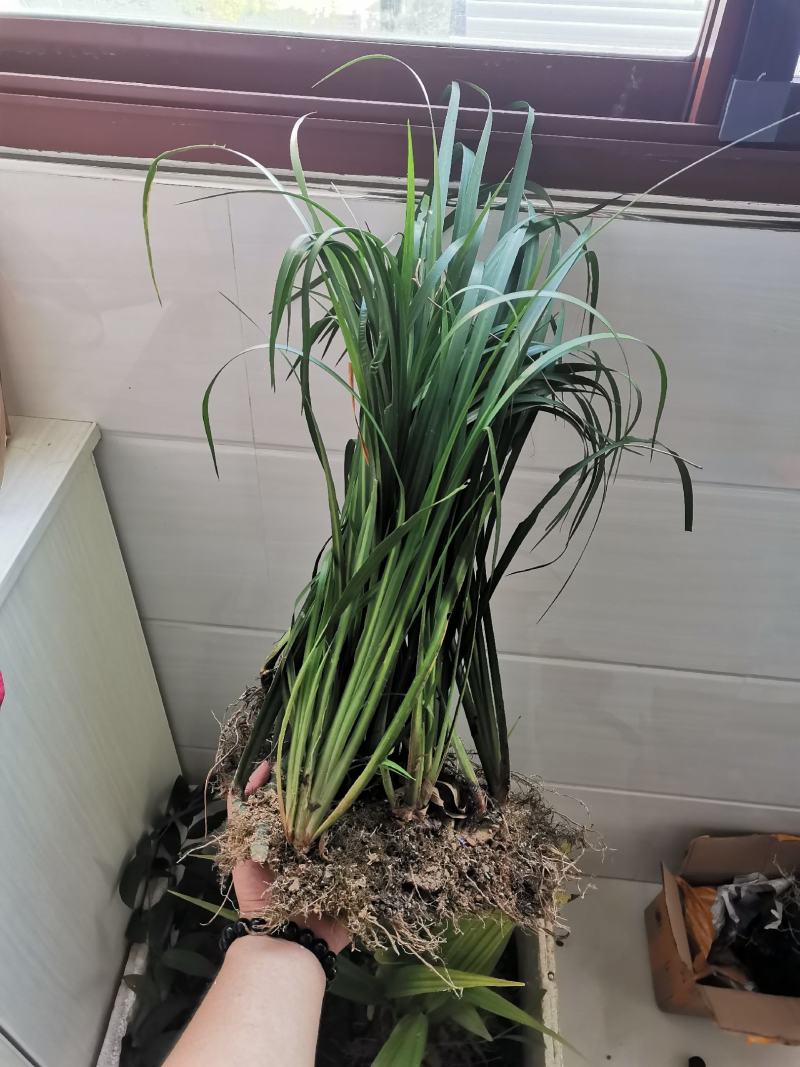 安徽石菖蒲苗。