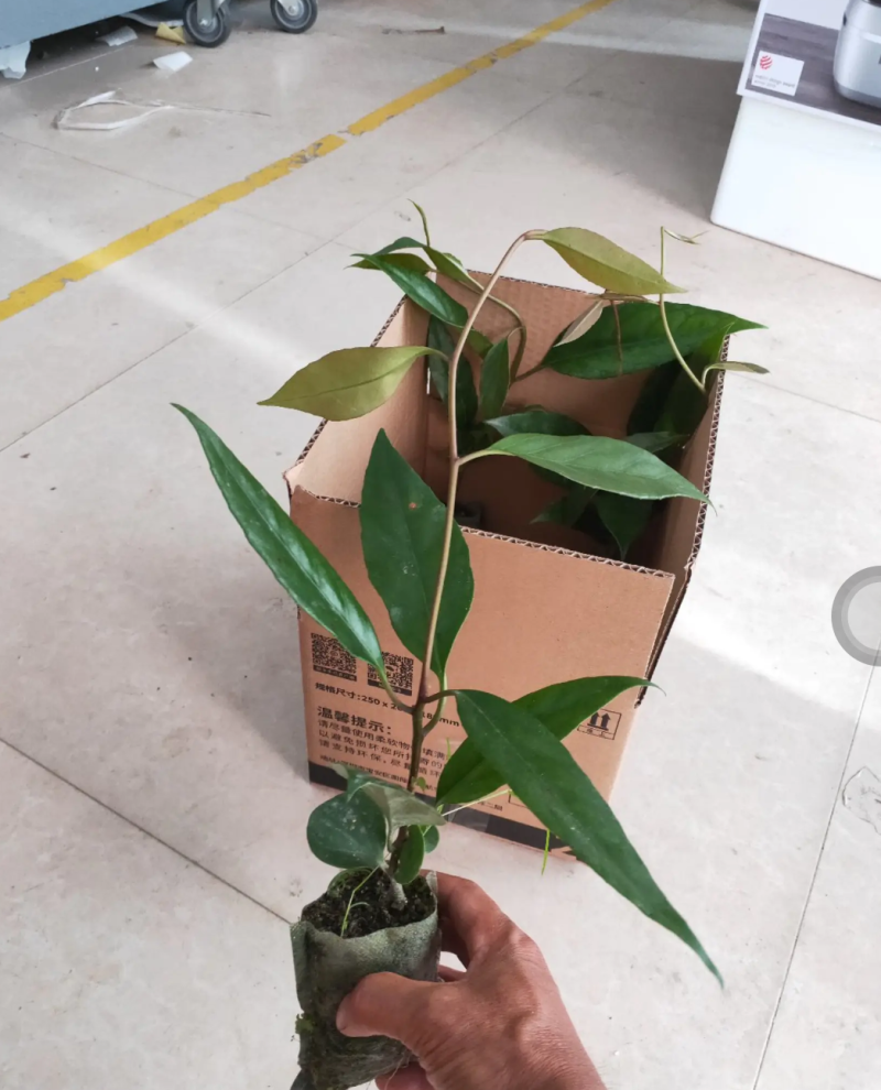 [热销]黑老虎苗布福娜苗长寿果苗现挖现发