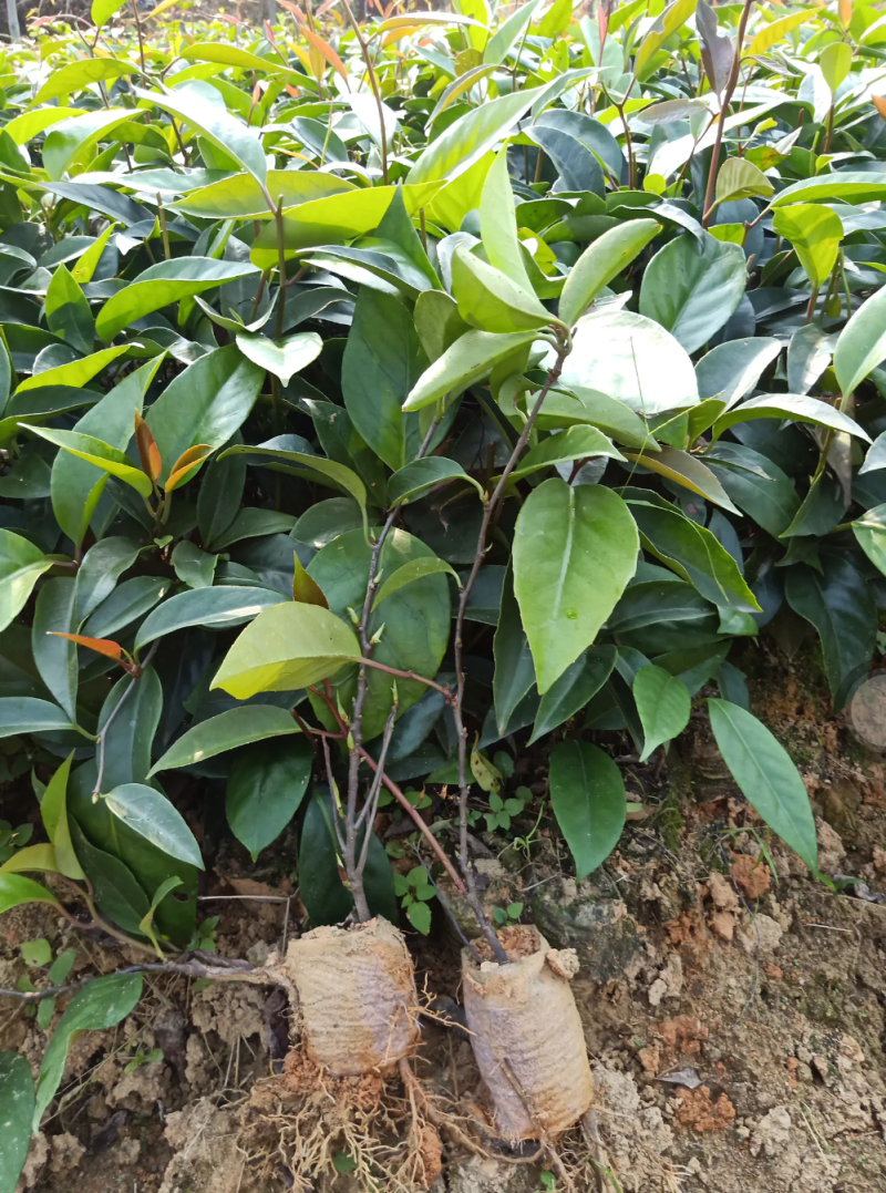 [热销]黑老虎苗布福娜苗长寿果苗现挖现发