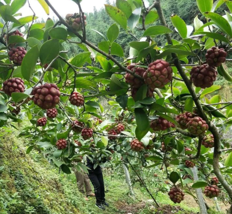 [热销]黑老虎苗布福娜苗长寿果苗现挖现发