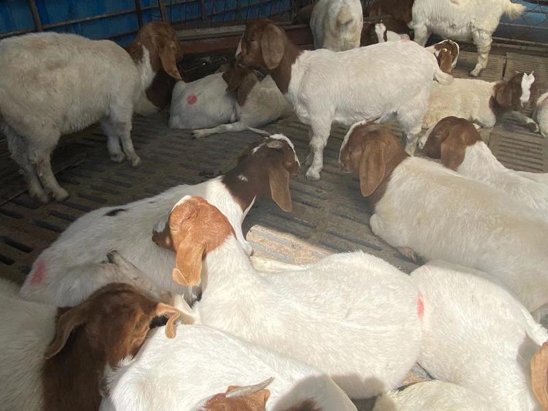 波尔山羊。羊羔包成活包运输，免费提供养殖技术
