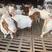 波尔山羊。羊羔包成活包运输，免费提供养殖技术
