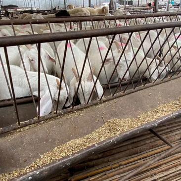美国白山羊，繁殖率高包成活包回收。免费运输到家