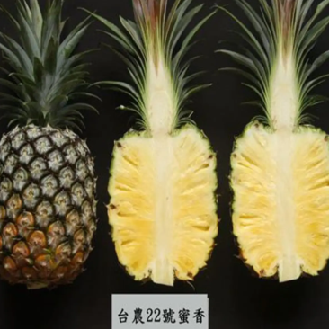 [优选]地菠萝苗凤梨苗23号金钻甜蜜蜜正品苗