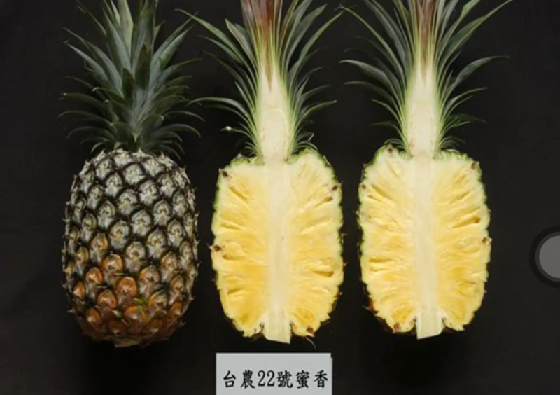 [优选]地菠萝苗凤梨苗23号金钻甜蜜蜜正品苗