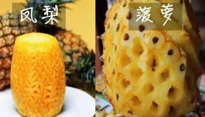 [优选]地菠萝苗凤梨苗23号金钻甜蜜蜜正品苗