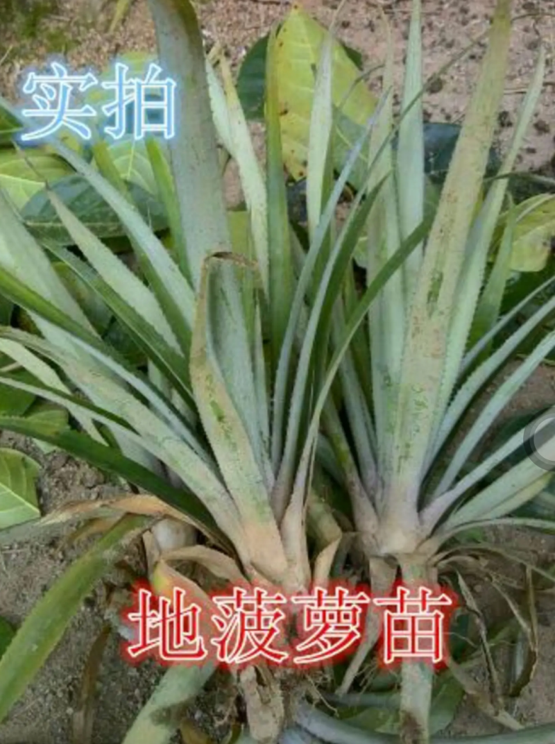 [优选]地菠萝苗凤梨苗23号金钻甜蜜蜜正品苗