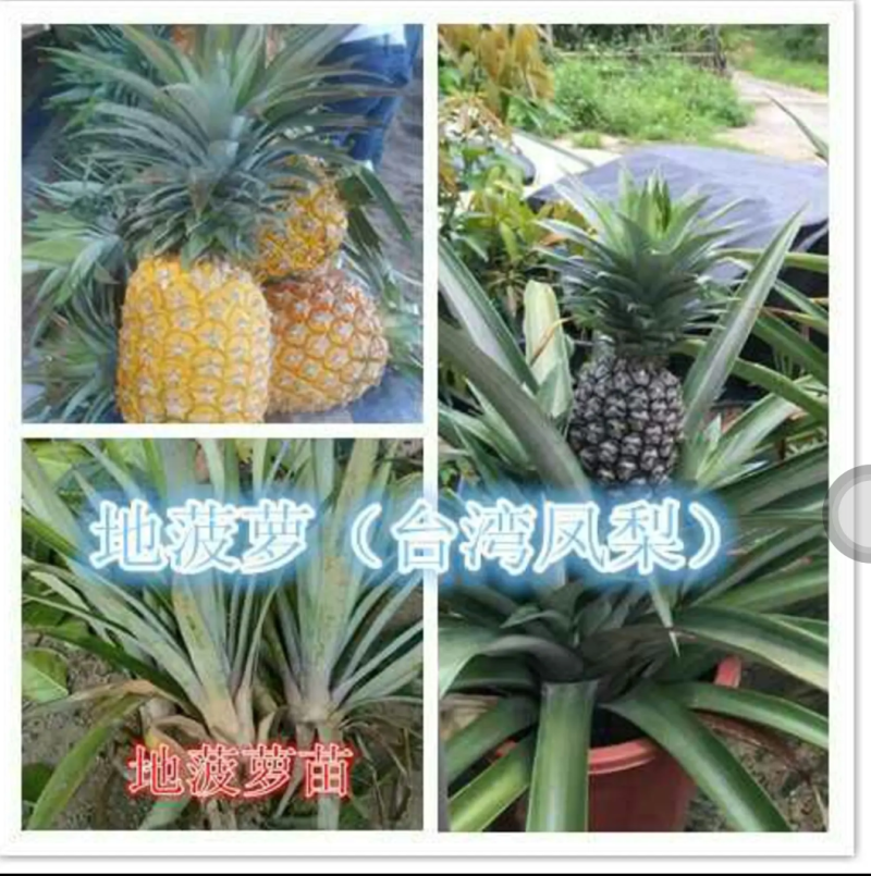 [优选]地菠萝苗凤梨苗23号金钻甜蜜蜜正品苗