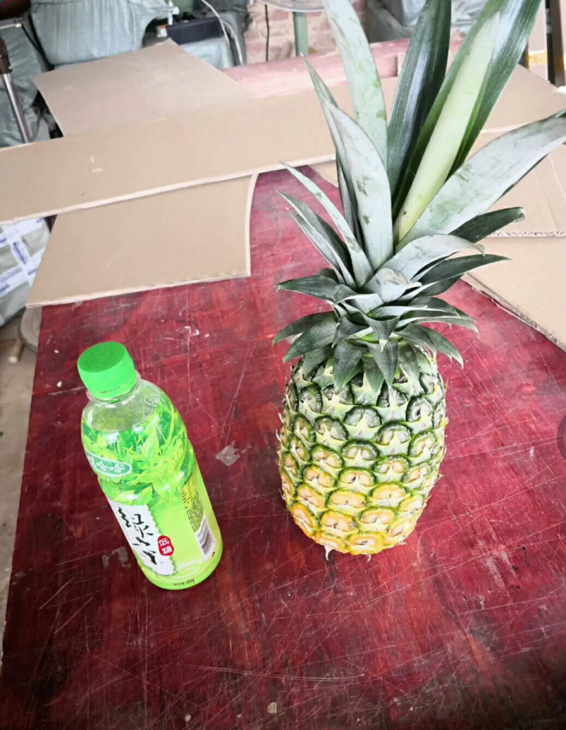 [优选]地菠萝苗凤梨苗23号金钻甜蜜蜜正品苗