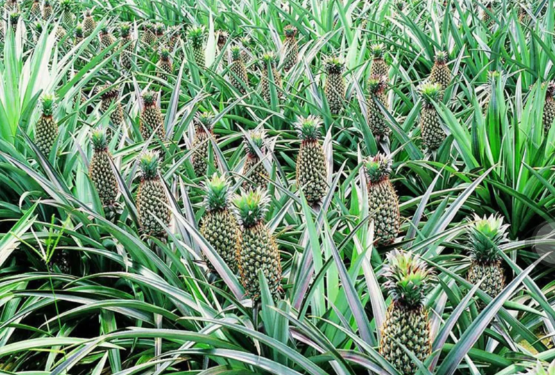 [优选]地菠萝苗凤梨苗23号金钻甜蜜蜜正品苗