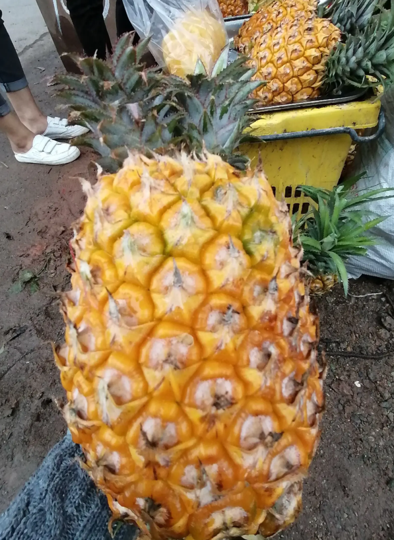 [优选]地菠萝苗凤梨苗23号金钻甜蜜蜜正品苗